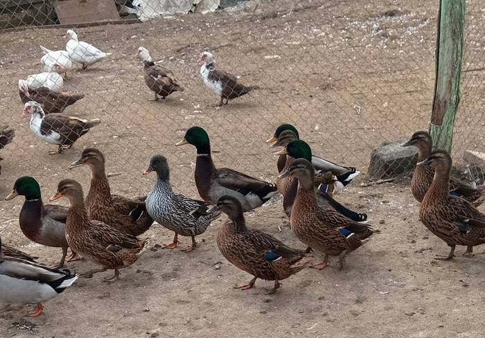 Гости на птичьем дворе