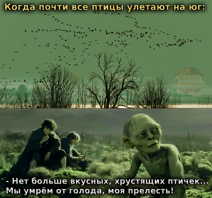 Когда перелётные птицы улетают в тёплые края