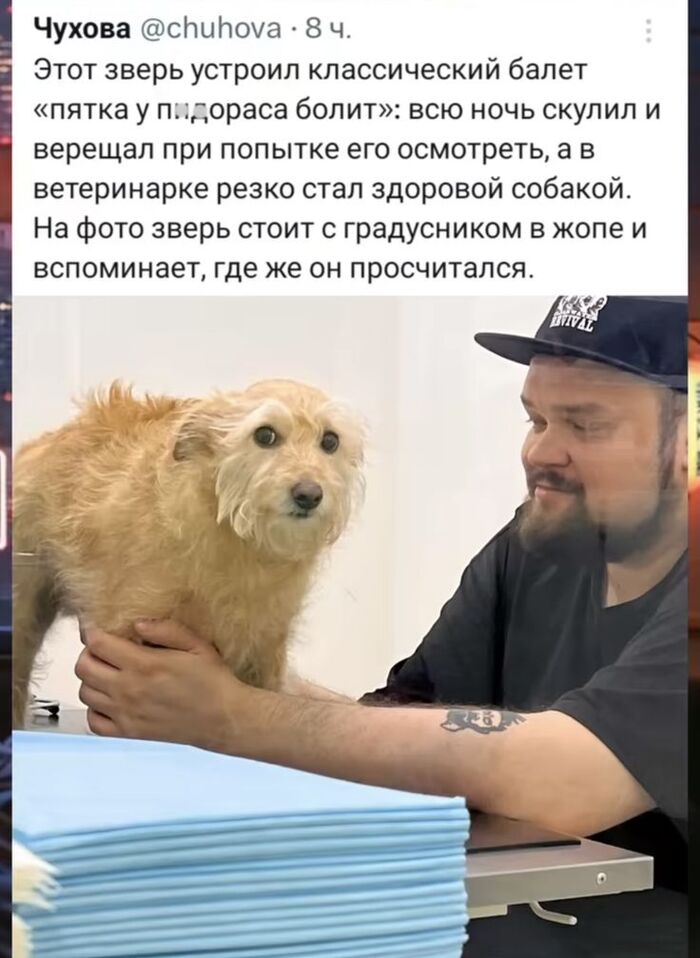 Животные притворяются здоровыми