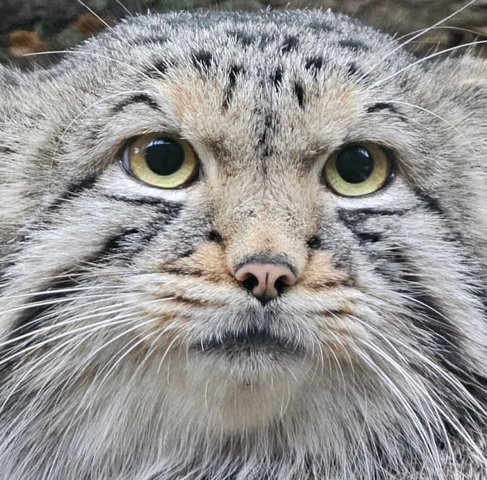 Портрет Нагому