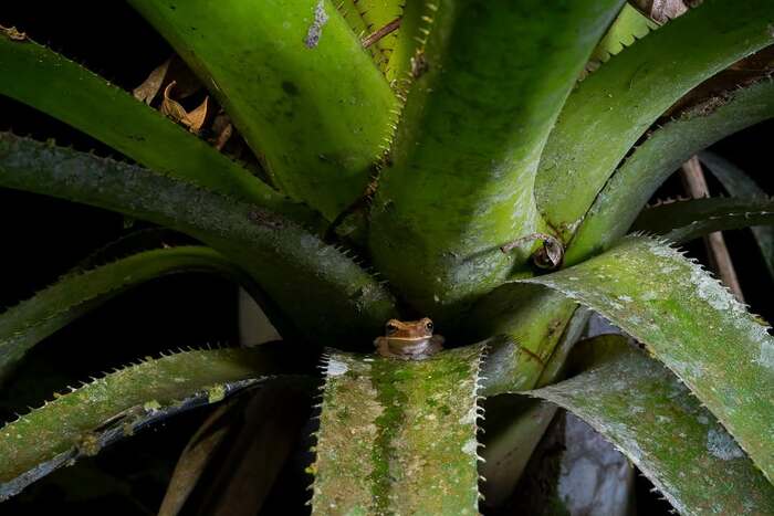 Дом для лягушки