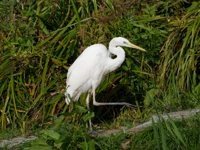 Большая белая цапля вышагивает