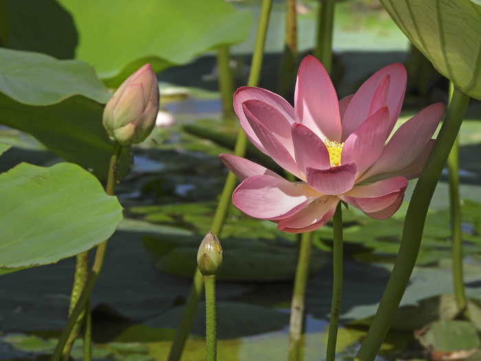 Лотос орехоносный, Астраханская область. Фото Л. Головневой.
