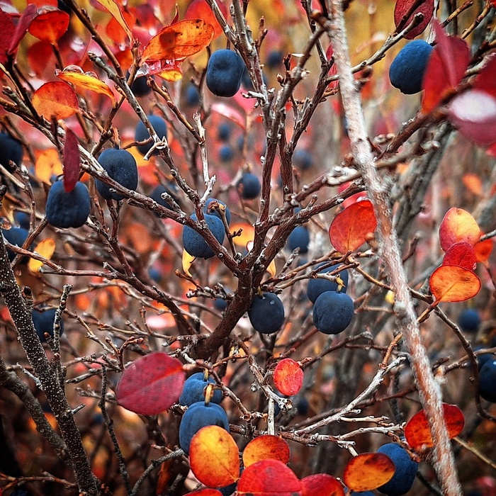 Осенний кустик голубики. Фото Г. Семиковой.