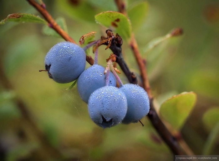 Спелые ягоды голубики. Фото А. Корочкина.