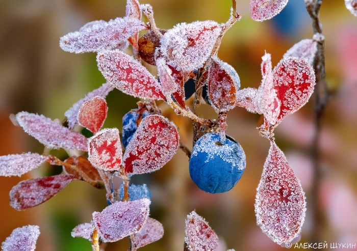 Ягоды голубики стойко переносят нагрянувшие морозы. Фото А. Щукина.