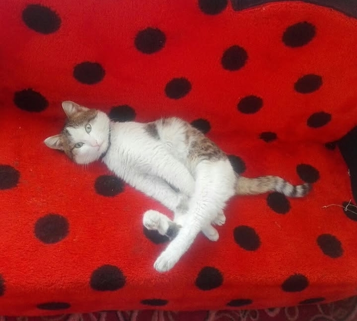 Добрый ласковый кот