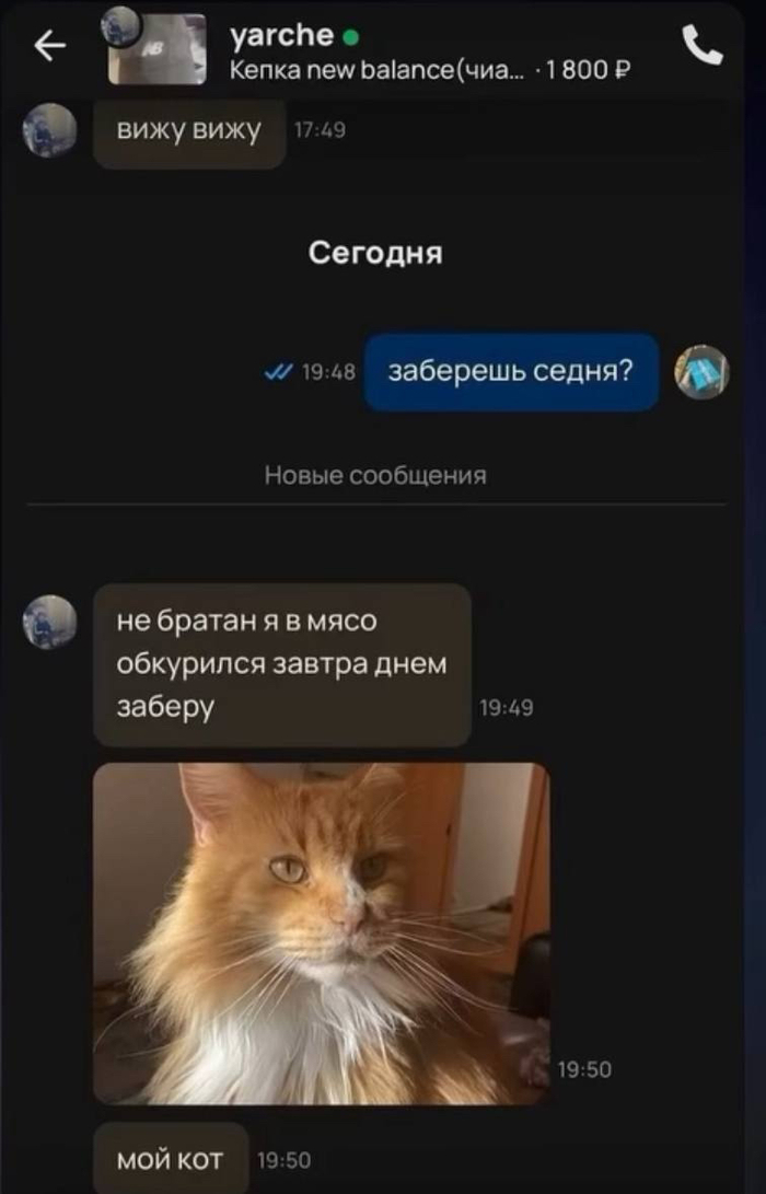 Кот