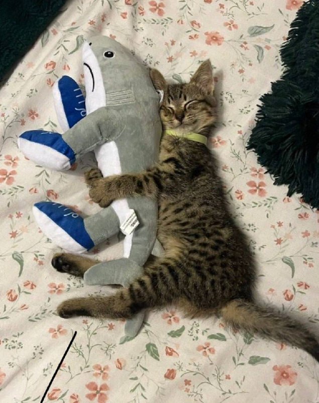 Его любимый брейнрот