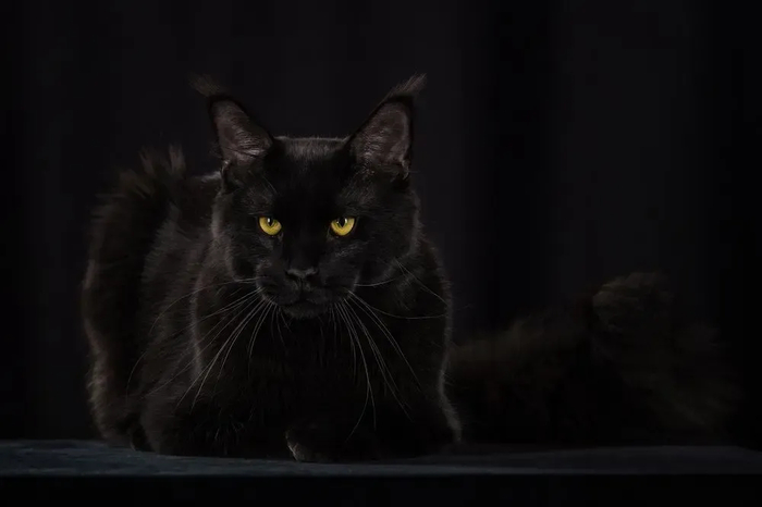 : <!--noindex--><a href="https://pikabu.ru/story/samyie_krasivyie_kotiki_v_mire_s_fotopremii_35awards_13301133?u=http%3A%2F%2F35awards.com&t=35awards.com&h=ff49f1d687c5dfa16f8c1d7ab266c14447103d5f" title="http://35awards.com" target="_blank" rel="nofollow noopener">35awards.com</a><!--/noindex-->