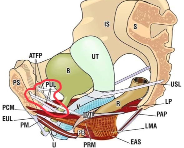 Схематическое изображение связочного аппарата женского таза по De Lancey. Красным выделил лонно-уретральную связку. Не пытайтесь понять, просто полюбуйтесь как сложен человеческий организм.