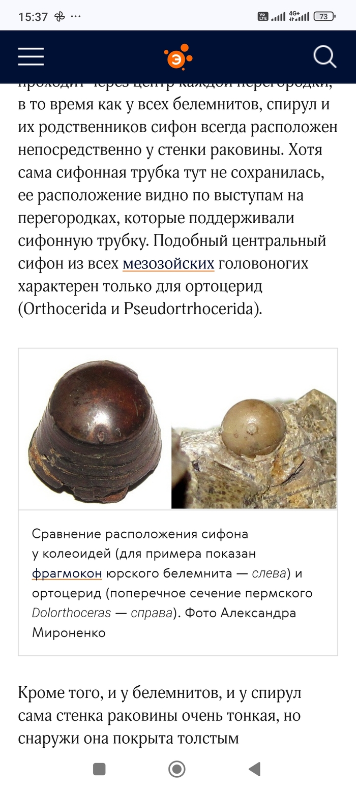 Здесь фото справа соответствует внешне моим находкам.