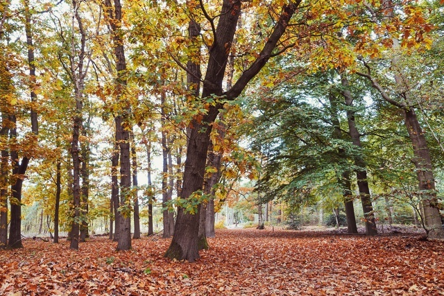 Идешь и слушаешь тишину...