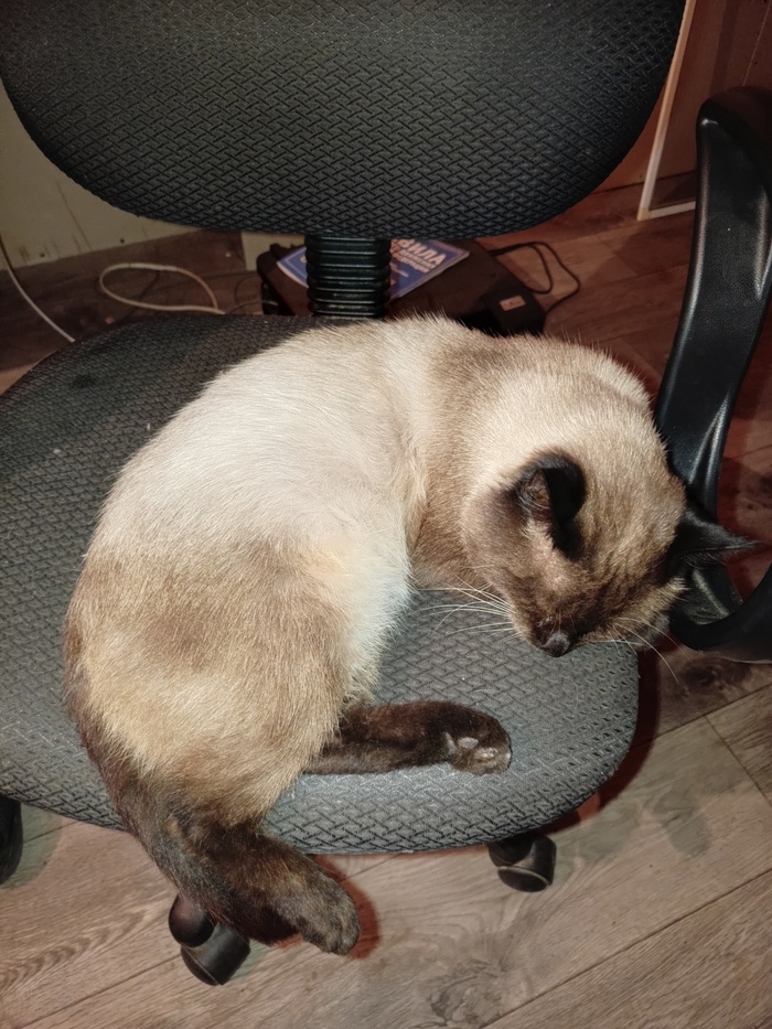 Кот Сима