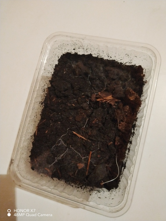 Пытаюсь вырастить шампиньон дома