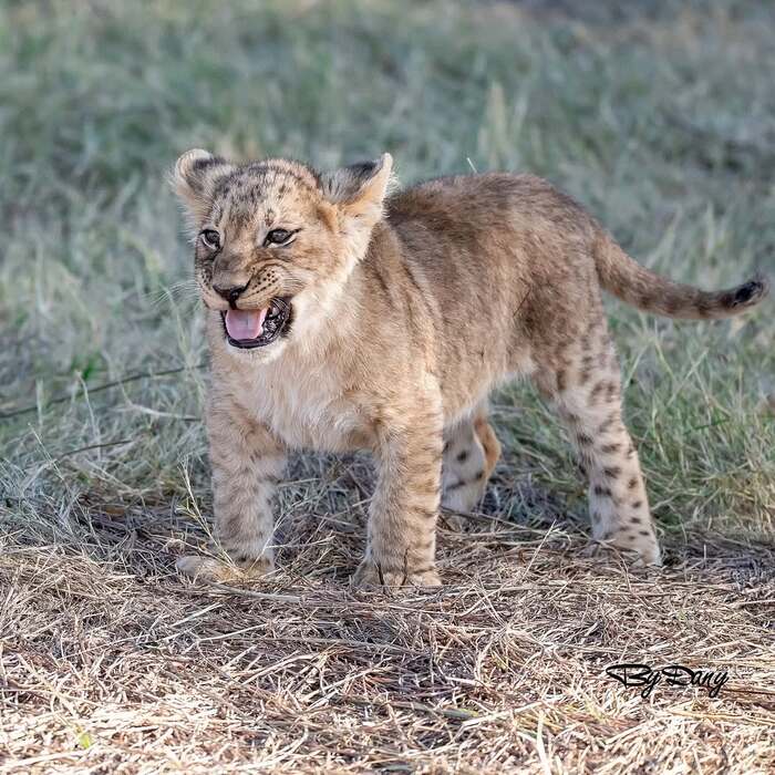 Я злой и страшный!