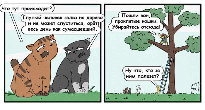 Из жизни котов и кошек