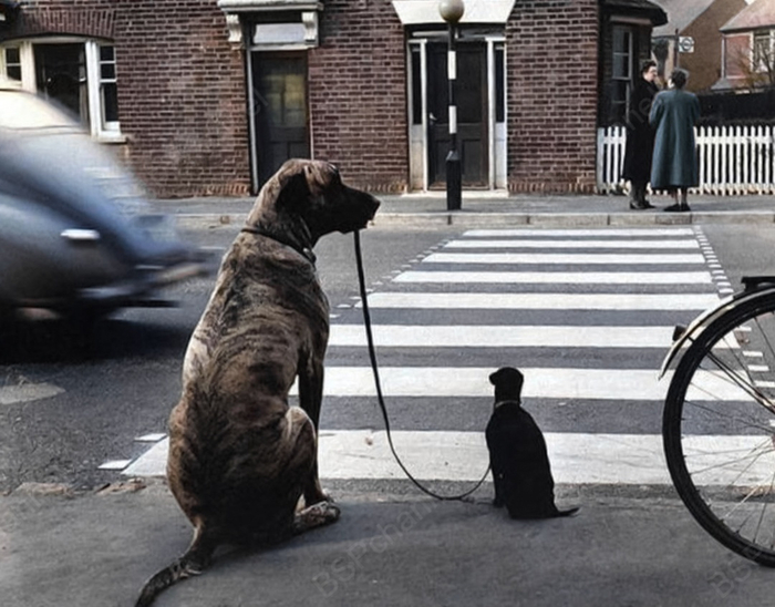 Фотограф: Морис Эмблер