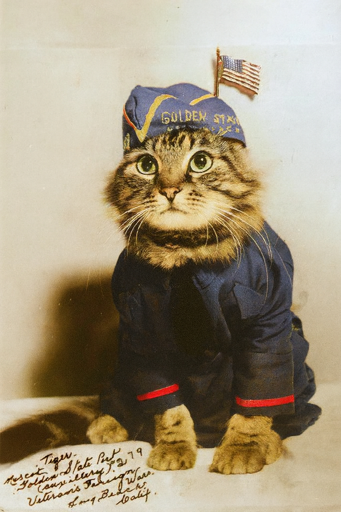 Тигр, кот-маскот с открытки VFW