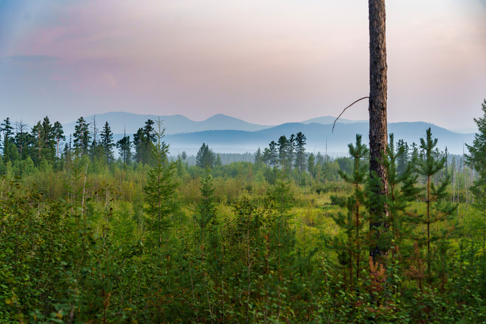 Прекрасные болота Сибири среди гор Кодарского хребта