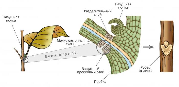 источник картинки: биомолекула