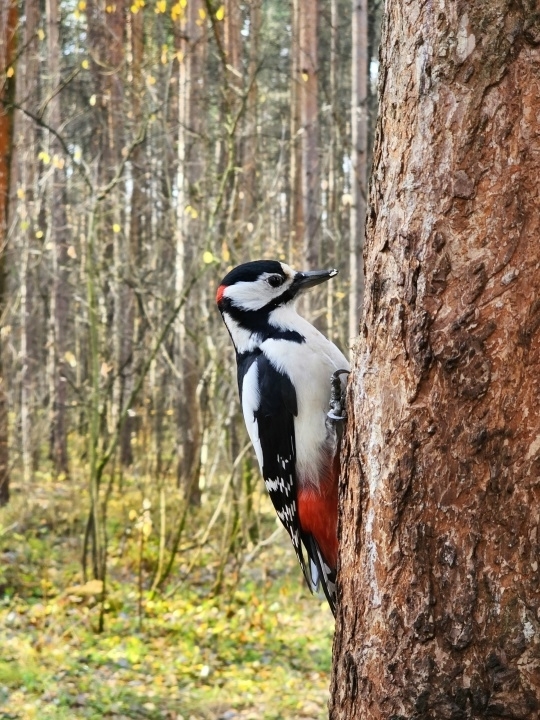 Дятел вам в ленту