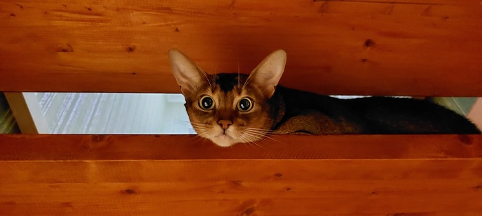 Квартирант на две недели