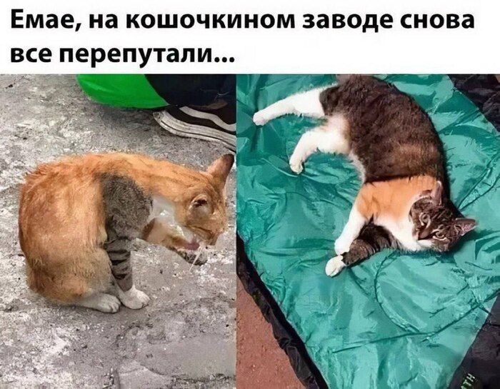 Кошачий завод