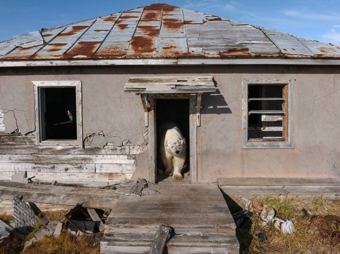 «Уходите, это частная медвежья территория»