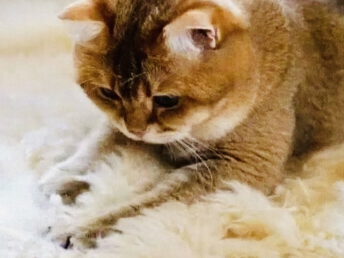 Что кошки пытаются рассказать, топча нас лапками. Почему взрослые мурлыки повторяют детское поведение