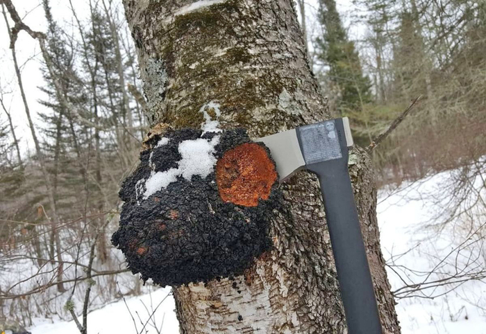 Для заготовок чагу лучше собирать зимой. Фото с сайта <!--noindex--><a href="https://pikabu.ru/story/gribyi_chaga_13320420?u=http%3A%2F%2Fdzen.ru&t=dzen.ru&h=4df646f52a546fe378290929d40cca90ccf2902a" title="http://dzen.ru" target="_blank" rel="nofollow noopener">dzen.ru</a><!--/noindex-->.