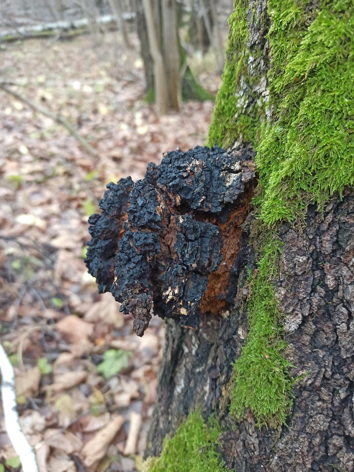 Чага на стволе березы. Инонотус скошенный. Фото А. Косорукова.