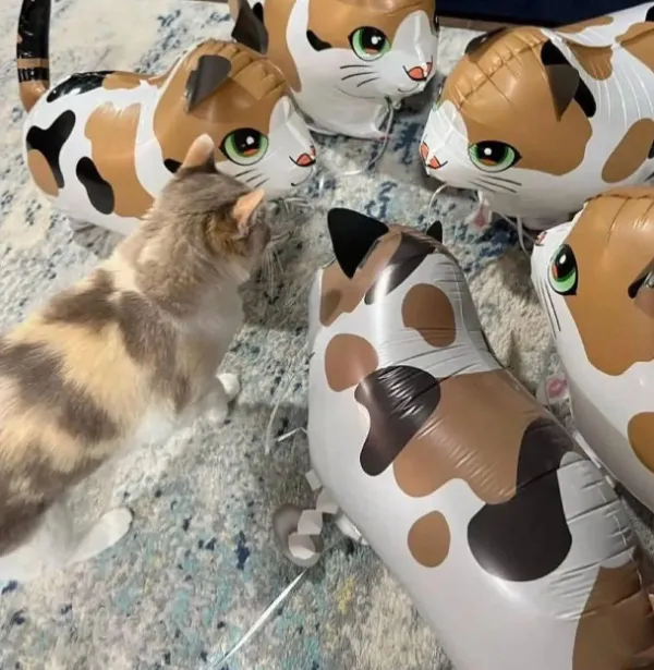 Кот-альфа и его воздушный прайд