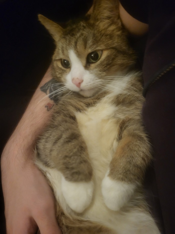 Держите кота