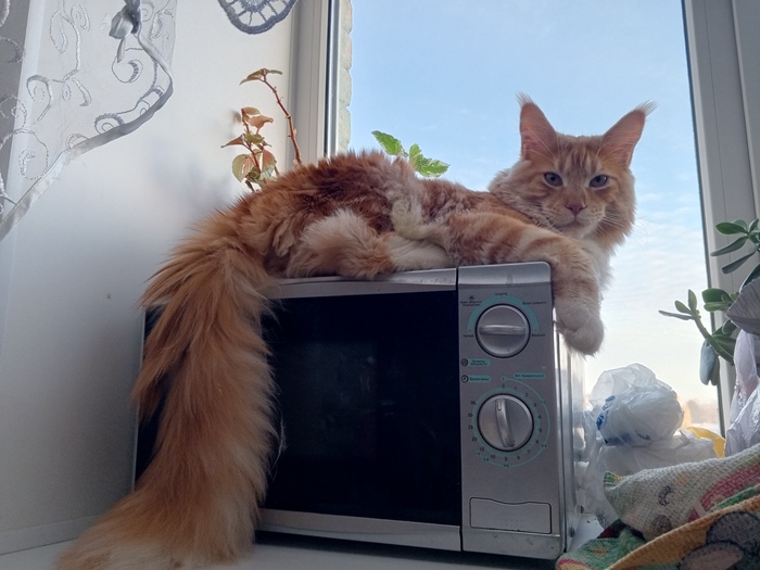 Микроволновый кот