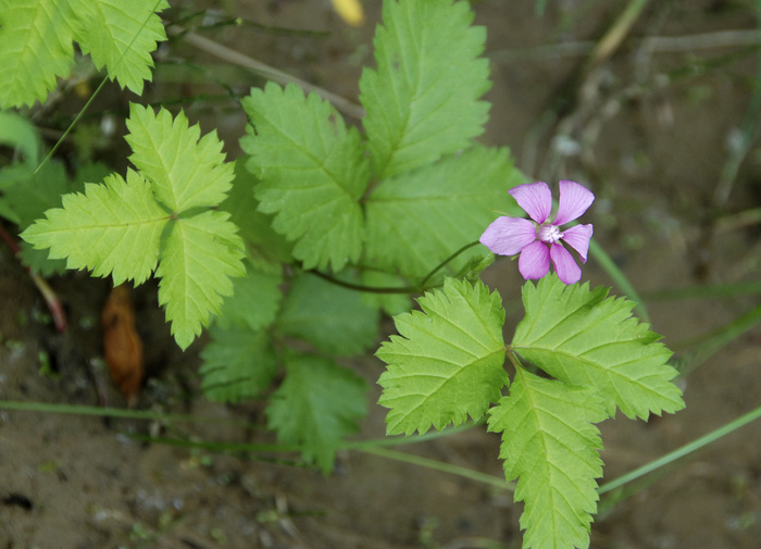 Княженика.  Фото Л. Головневой.