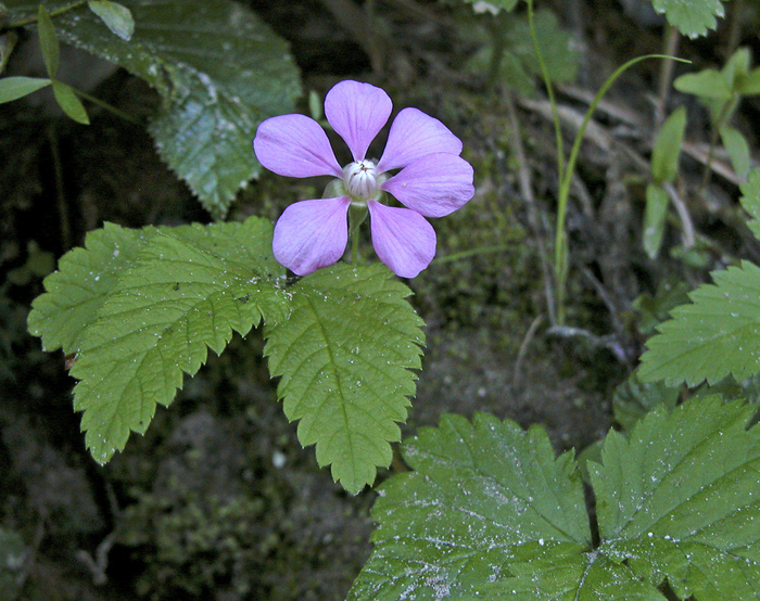 Княженика.  Фото Л. Головневой.
