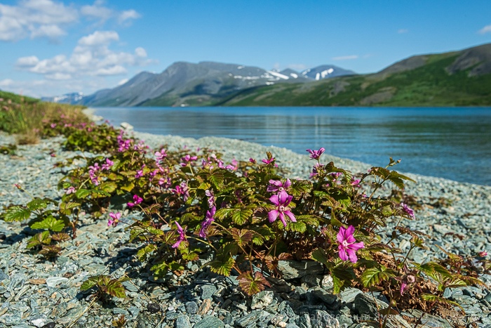 Княженика. Ямал. Фото Д. Хусейнова.