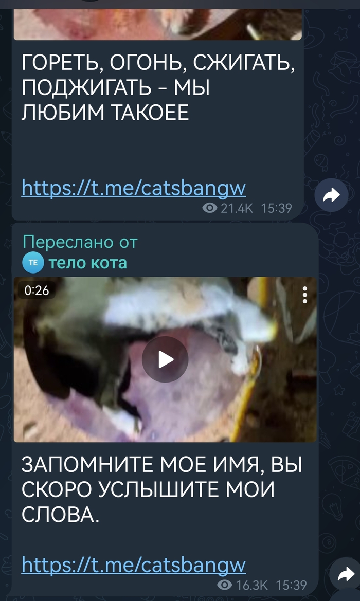 Всем привет, наткнулся на канал в тг, где человек издевается над живыми котами, жгёт их,забивет молотками снимает кожу