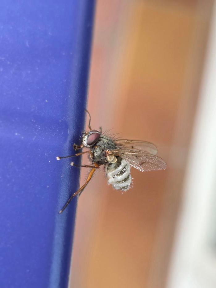 Энтомофтора мушиная