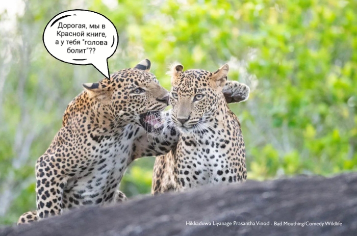 Аргументные аргументы...)