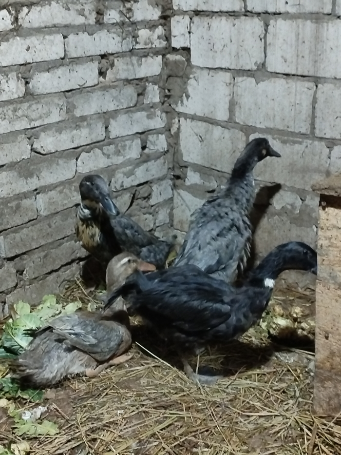 Купили Гоше новых жён, 4 штуки, но они пока мелкие, им ещё месяц расти.