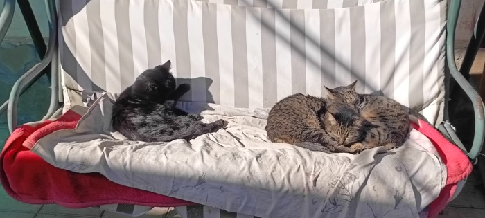 А где четвёртая кошка? А щас будет...