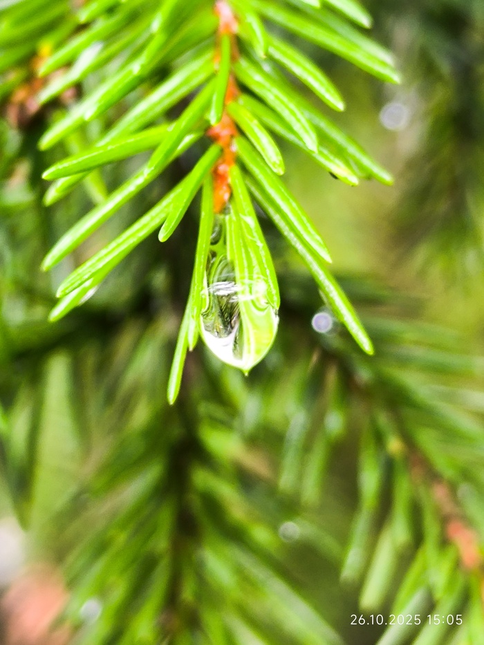Еловая капля