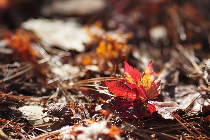 Что-то на осеннем