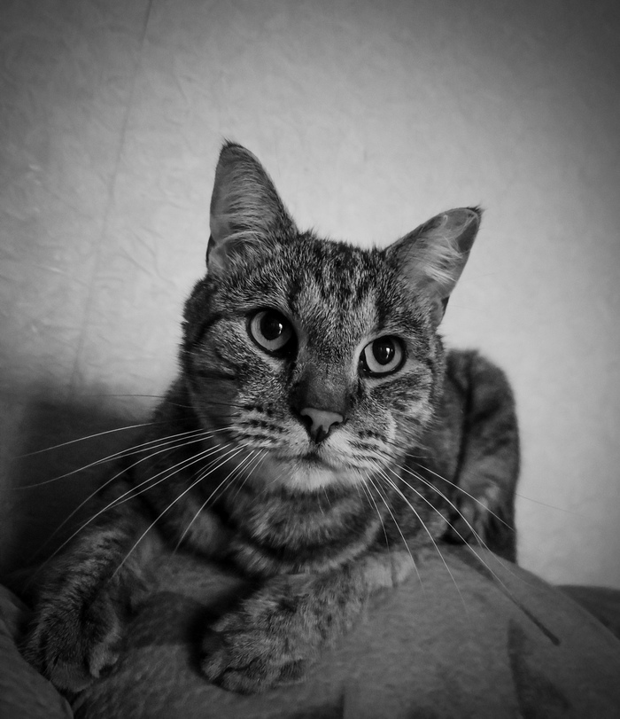 Котиков вам в ленту