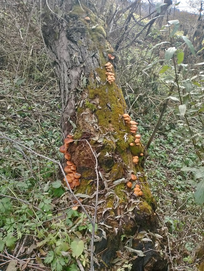 И все грибниками истоптано