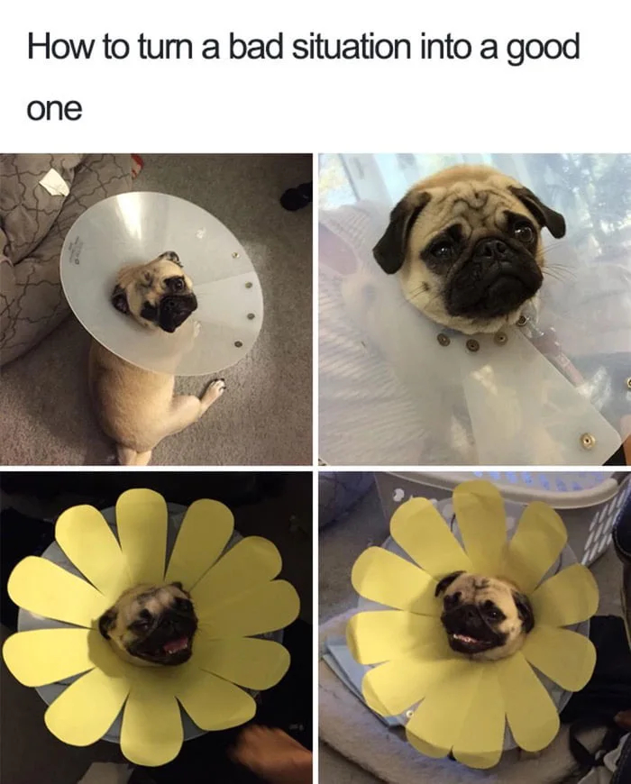 Turning a cone of shame into a sunny situation
