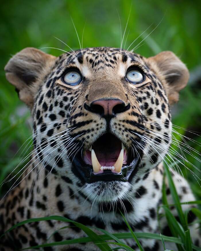 Молодой леопард наблюдает за добычей, которую он спрятал на дереве
