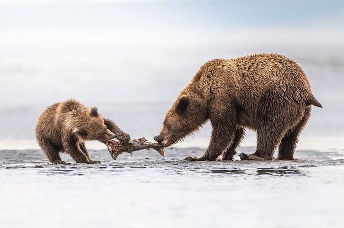 Кушай рыбку, я подержу